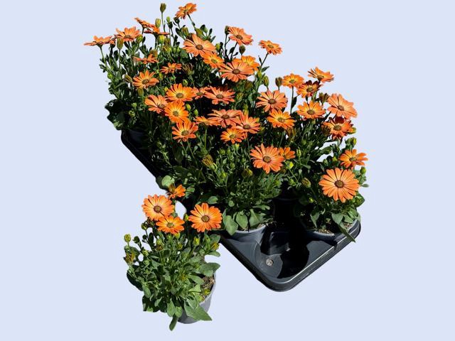 <h4>OSTEO FP ORANGE</h4>