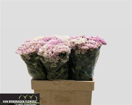 <h4>Chr T Kennedy Rosy</h4>