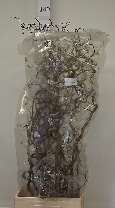 <h4>CORYL AV CONTORTA</h4>