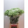 Ammi Majus Visnaga