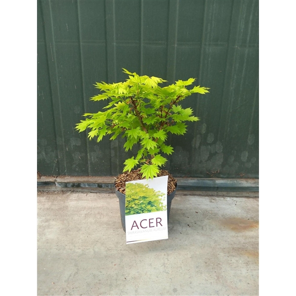 <h4>Acer Shir. Aureum</h4>