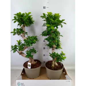 Ficus microcarpa 'Ginseng'