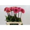 Dahlia Salmon Runner