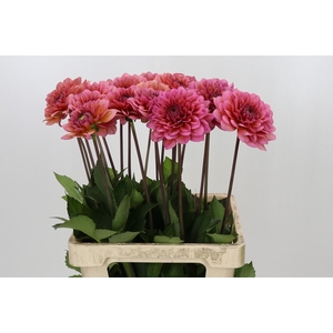 Dahlia Salmon Runner
