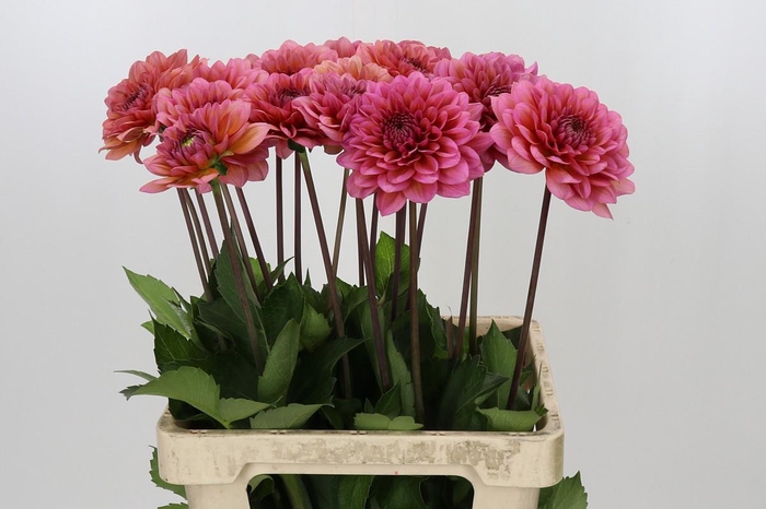 <h4>Dahlia Salmon Runner</h4>