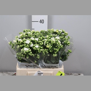 Kal Cryst Whi Meadow