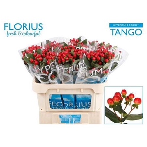 Hyp Coco Tango 70cm