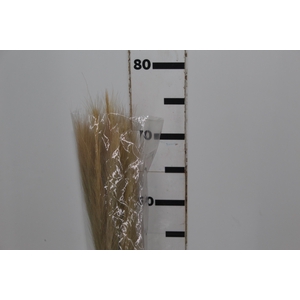 PLANTA SECA RABO DE RAPOSA BEGE 50CM