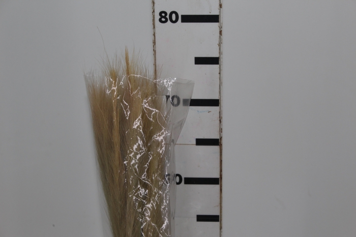 <h4>PLANTA SECA RABO DE RAPOSA BEGE 50CM</h4>