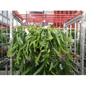 Epiphyllum   ...