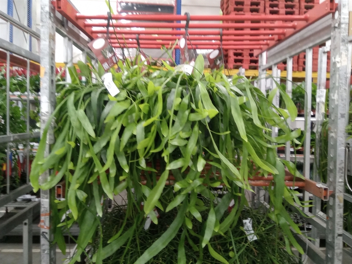 <h4>Epiphyllum   ...</h4>