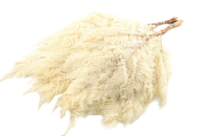 Fern Bracken Preserved White Bleach