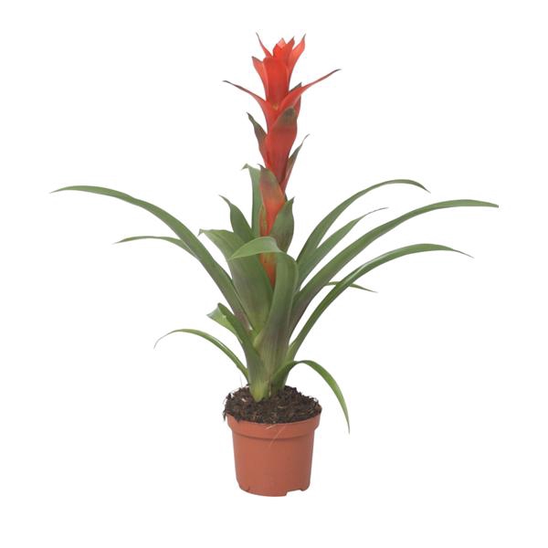 <h4>Guzmania Ostara</h4>