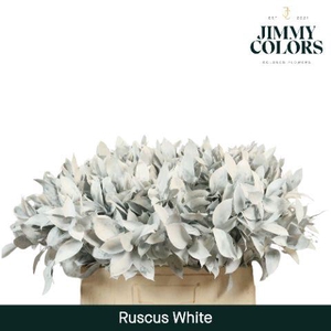 Ruscus L60 White
