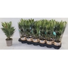 arr8 Nerium Oleander Ov