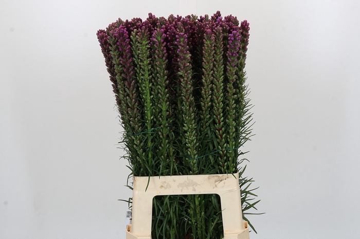 <h4>Liatris Spicata</h4>