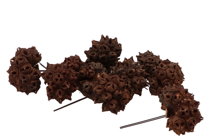 <h4>Nature Pine Cone Spidergum Brown On Wire P/40</h4>