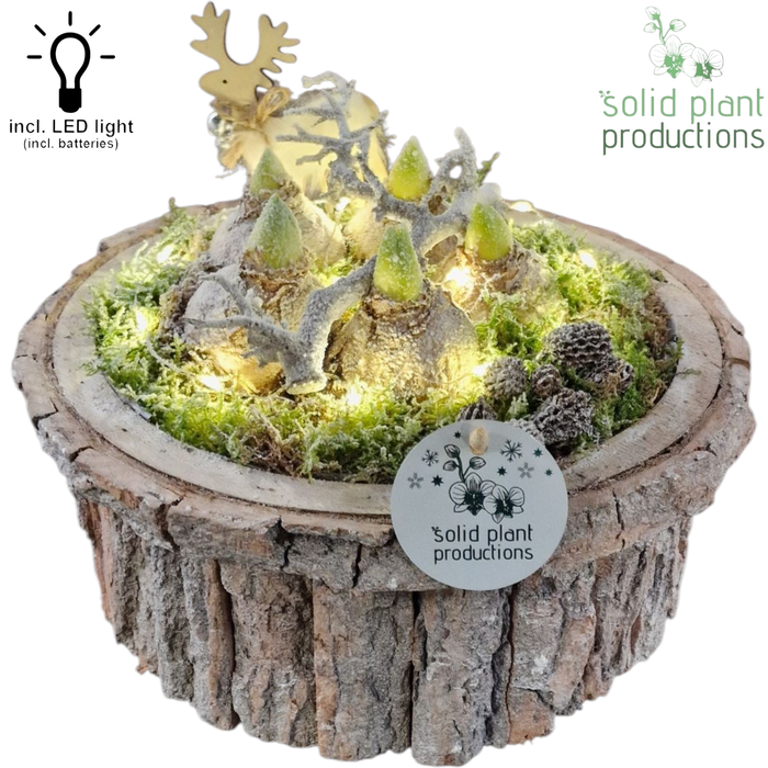 <h4>BSLH001 Bark S Large Grey Hyacint + LED</h4>