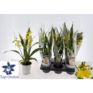 Oncidium (Cites) 12Ø 40cm 3st