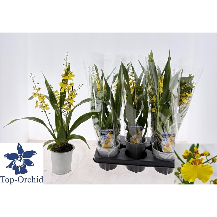 <h4>Oncidium (Cites) 12Ø 40cm 3st</h4>