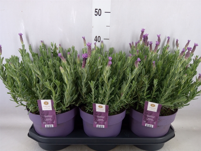 <h4>Lavandula stoec. 'Anouk'</h4>