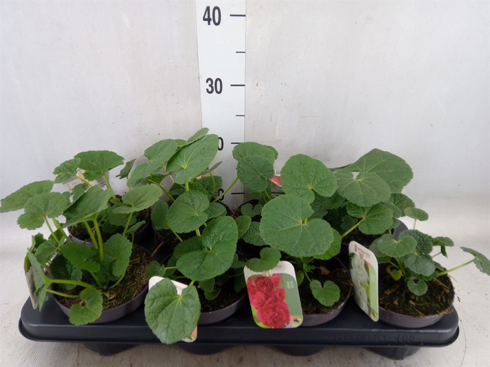 <h4>Alcea rosea</h4>