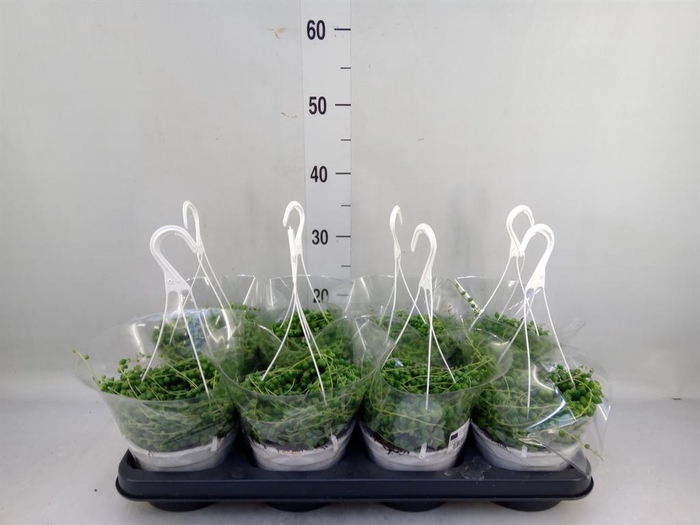 <h4>Senecio rowleyanus</h4>