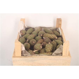 Pinea Small Fresh X60