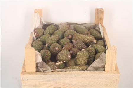 <h4>Pinea Small Fresh X60</h4>
