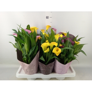 Zantedeschia   ...mix