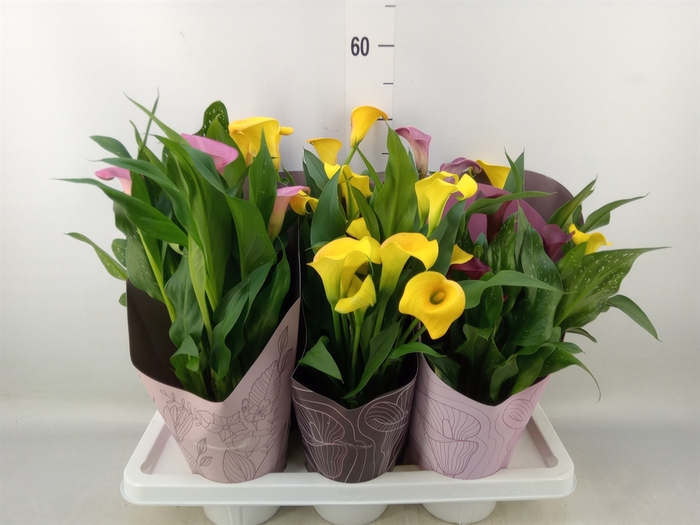 <h4>Zantedeschia   ...mix</h4>