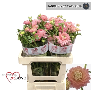 RAN N MODERN RIVIERA