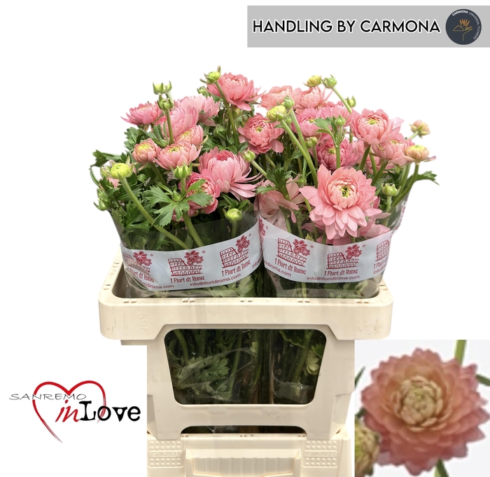 <h4>RAN N MODERN RIVIERA</h4>