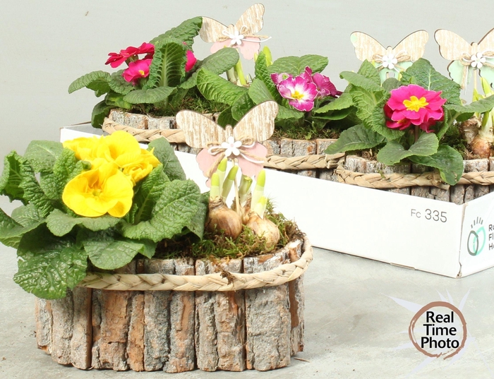 <h4>ARR TUINPLANTEN</h4>