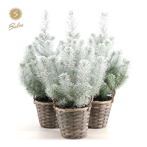 Pinus pinea 'Silver Crest' P15 in Basket + Snow