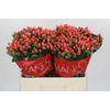Hypericum Sweet Romance