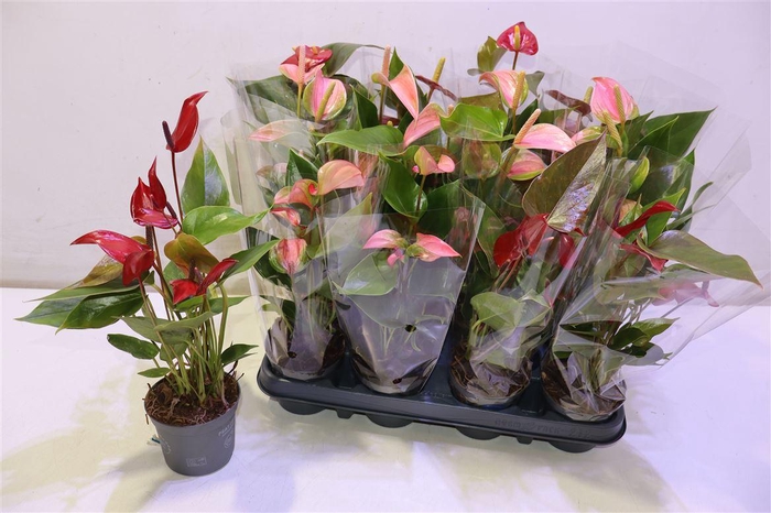 <h4>arr8 Anthu An Gem</h4>