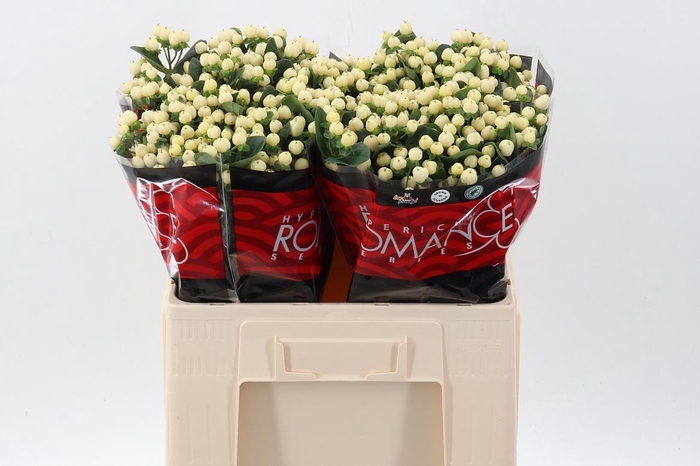 <h4>Hyp Cool Rom 50cm</h4>