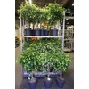 Ficus Twisted Stam Bont