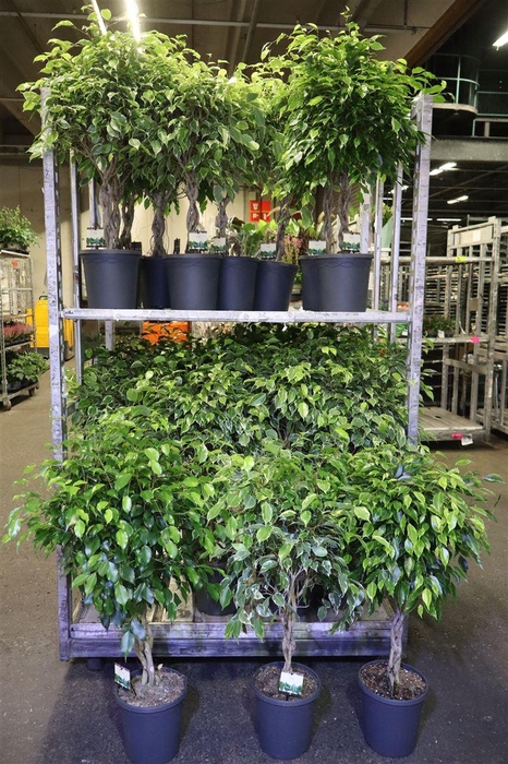 Ficus Twisted Stam Bont