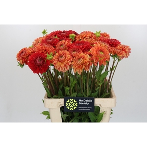 Dahlia Jowey Nice