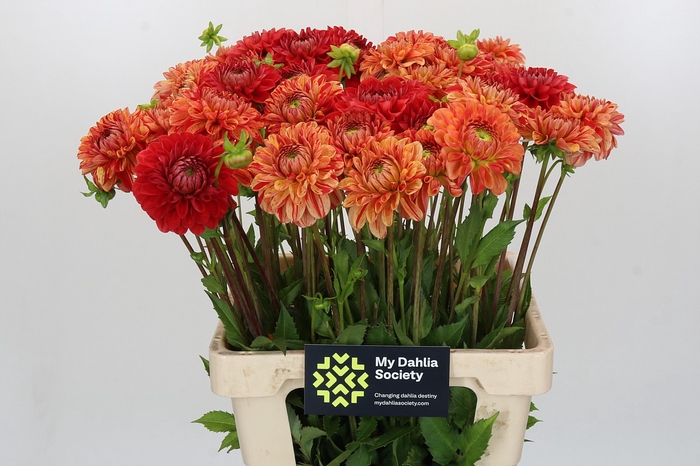 <h4>Dahlia Jowey Nice</h4>