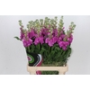 Matthiola Iron Hot Pink