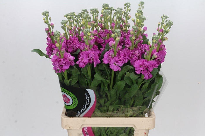 Matthiola Iron Hot Pink