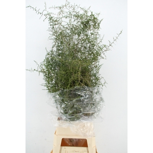 ASPARAGUS SELVATICO PER STEM