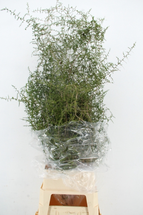 <h4>ASPARAGUS SELVATICO PER STEM</h4>