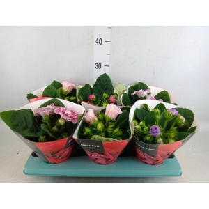 Sinningia  'Sonata'   ...mix