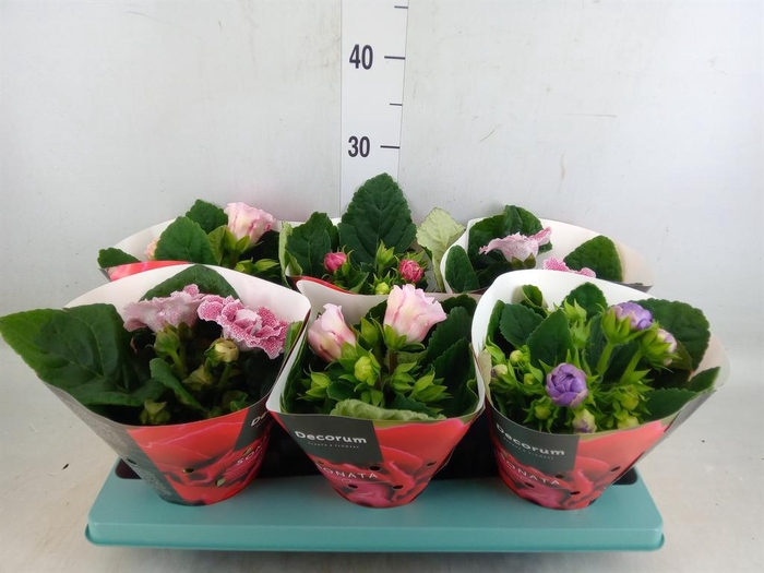 <h4>Sinningia  'Sonata'   ...mix</h4>