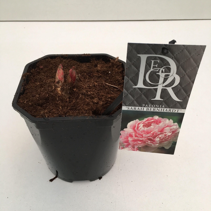 <h4>Paeonia 'Sarah Bernhardt'</h4>