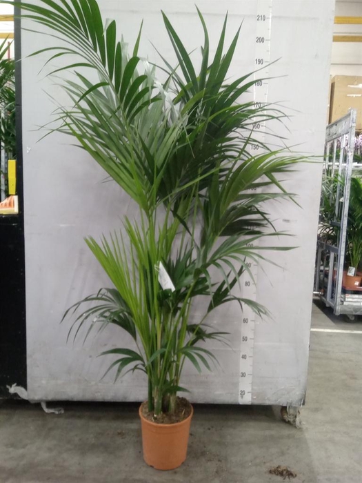 <h4>Howea forsteriana</h4>